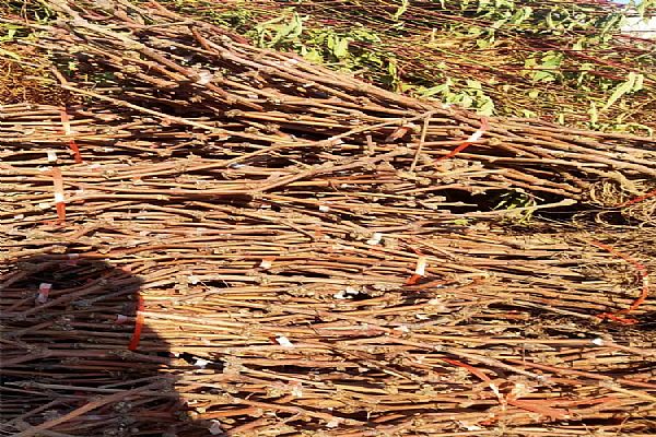 選苗木的方法和技巧 選苗木的方法和技巧